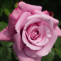 Роза Блю Эссенс / Rose Blue Essence
