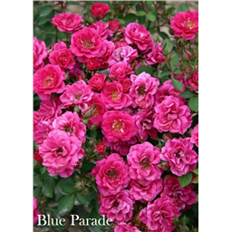 Роза Блю Парад / Rose Blue Parade