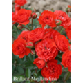 Роза Бриллиант Мейландина / Rose Brilliant Meillandine