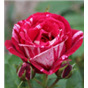 Роза Каллиграфи / Rose Calligraphy