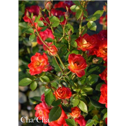 Роза Ча Ча / Rose Cha Cha