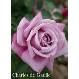 Роза Шарль де Голль / Rose Charles de Gaulle
