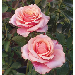 Роза Черри Бренди 85 / Rose Cherry Brandy 85