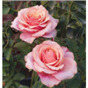 Роза Черри Бренди 85 / Rose Cherry Brandy 85
