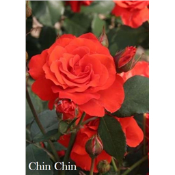 Роза Чин Чин / Rose Chin Chin