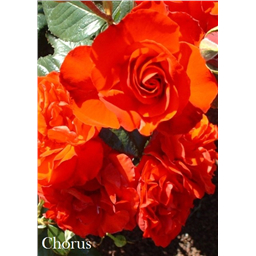 Роза Корус / Rose Chorus