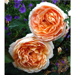 Роза Коин / Rose Coin