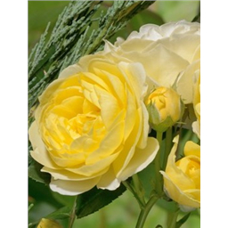 Роза Комтесс дю Барри / Rose Comtesse Du Barry