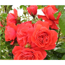 Роза Кримсон Орб / Rose Crimson Orb