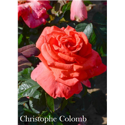 Роза Христофор Колумб / Rose Cristifor Columbus