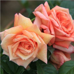 Роза Критик / Rose Critique