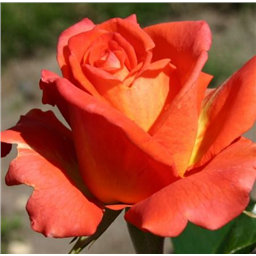 Роза Дамсел/ Rose Damsel