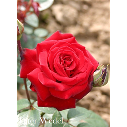 Роза Дитер Ведель / Rose Dieter Vedel
