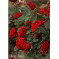 Роза Дон Жуан / Rose Don Juan