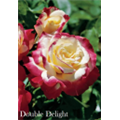 Роза Дабл Делайт / Rose Double Delight