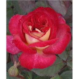 Роза Даск / Rose Dusk