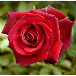 Роза Эдит Пиаф / Rose Edit Piaf