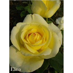 Роза Элина / Rose Elina