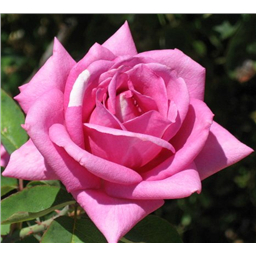 Роза Эминенс / Rose Eminence