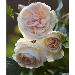 Роза Импресс / Rose Empress