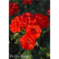 Роза Эвелин Висонт / Rose Evelin Fisont