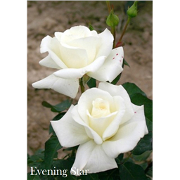 Роза Ивнинг Стар / Rose Evening Star