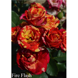 Роза Файнер Флеш / Rose Fire Flash