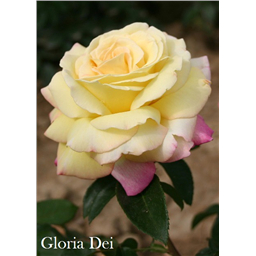 Роза Глория Дэй / Rose Gloria Dei