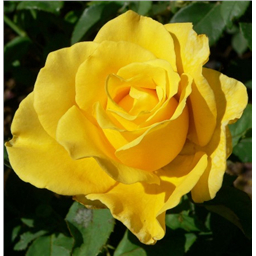 Роза Голден Лиф / Rose Golden Leaf