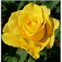 Роза Голден Лиф / Rose Golden Leaf