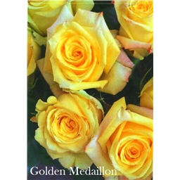 Роза Голден Медальён / Rose Golden Medaillon