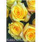 Роза Голден Медальён / Rose Golden Medaillon