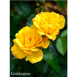 Роза Голдмари / Rose Goldmarie