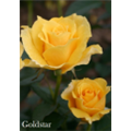 Роза Голдстар / Rose Goldstar