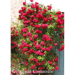 Роза Гримпан Кассандр / Rose Grimpant Cassandra