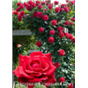 Роза Гримпан Кримсон Глори / Rose Grimpant Crimson Glory