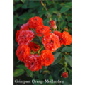 Роза Гримпан Орандж Мейландина / Rose Grimpant Orange Meillandina