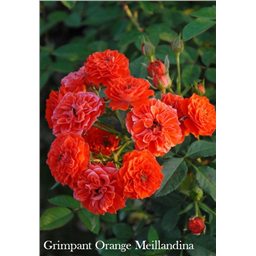 Роза Гримпан Орандж Мейландина / Rose Grimpant Orange Meillandina