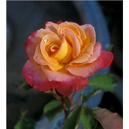 Роза Генриетта / Rose Henrietta