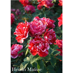 Роза Анри Матисс / Rose Henry Matisse