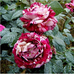 Роза Хулио Иглесиас / Rose Hulio Iglesias