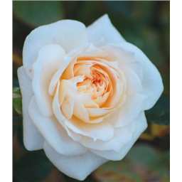 Роза Джейн / Rose Jane