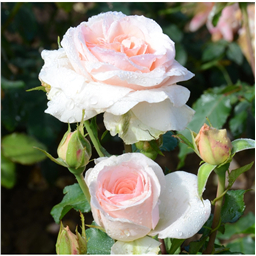 Роза Иоганн Штраус / Rose Jochan Straus