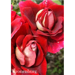 Роза Кроненбург / Rose Kronenburg