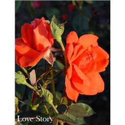 Роза Лав Стори / Rose Lav Story