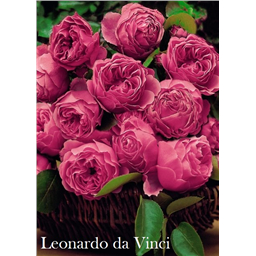 Роза Леонардо да Винчи / Rose Leonardo da Vinci