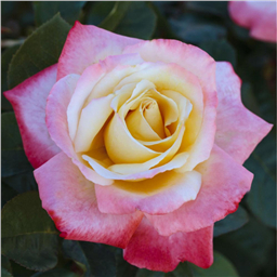 Роза Летиция Каста / Rose Leticia Casta