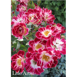 Роза Литл Артист / Rose Litle Artist