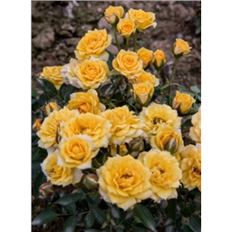 Роза Лулли / Rose Lullu