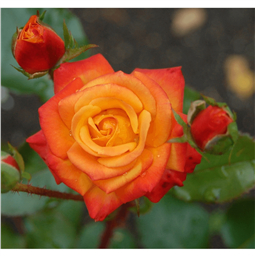 Роза Мамбо / Rose Mambo